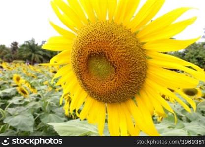 sun flowers field, sunflowers