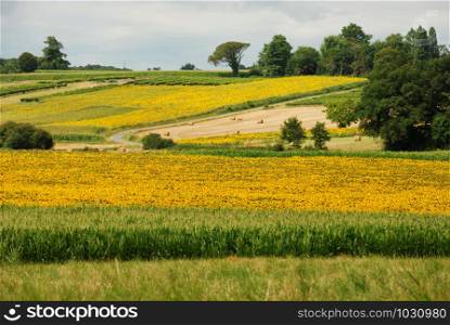 Sun-flowers fields