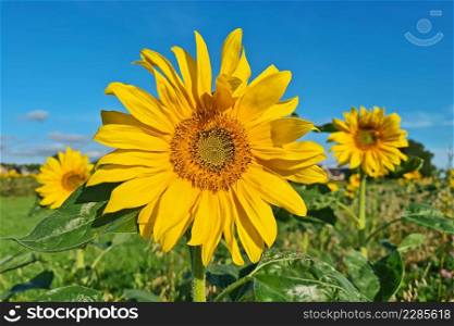 Sun flowers in the fields in the Netherlands