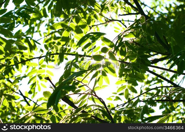 sun green leaves nature foliage background