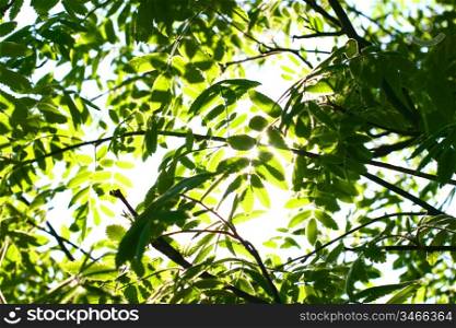 sun green leaves nature foliage background