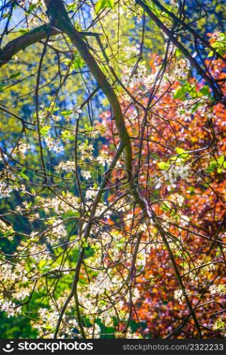 Sun illuminating through colorful tree branches and leaves during beautiful springtime weather. Beauty in nature concept.. Sun illuminating through tree branches and leaves