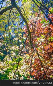 Sun illuminating through colorful tree branches and leaves during beautiful springtime weather. Beauty in nature concept.. Sun illuminating through tree branches and leaves