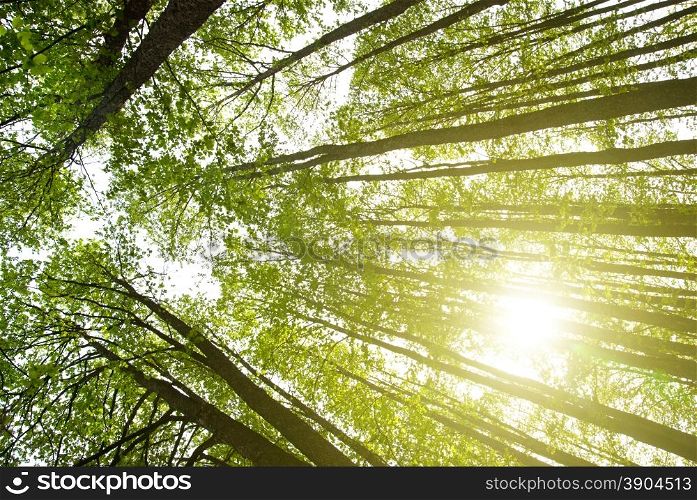 sun in forest