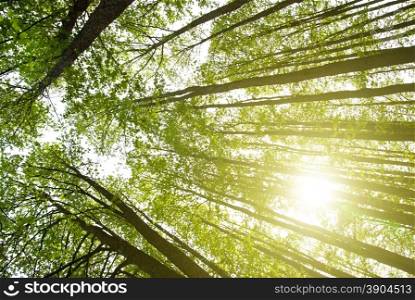 sun in forest