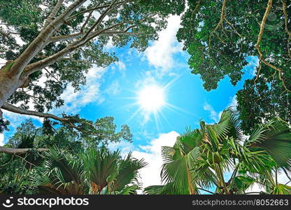 sun in the sky and background of tree branches