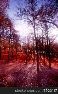 sun light at the forest with blur in the trees