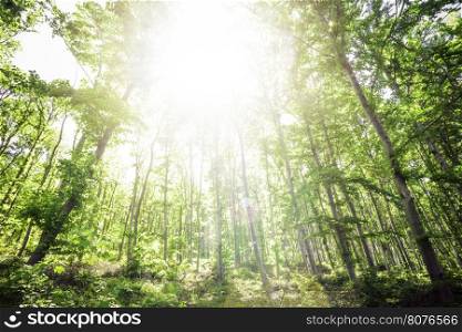 Sun light between the trees in a forest