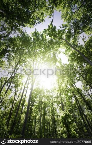 Sun light between the trees in a forest