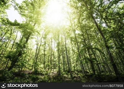 Sun light between the trees in a forest