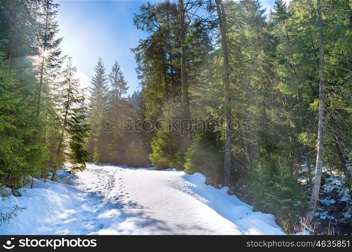 Sun light in the winter forest with white fresh snow and pine trees