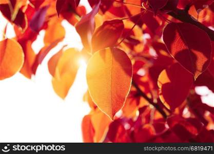 sun light on autumn leaf
