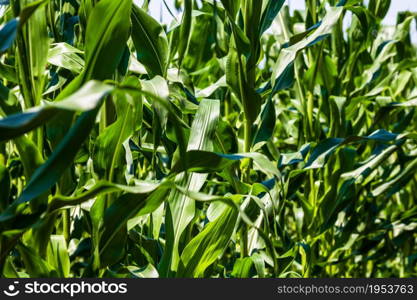 Sun lights over a green corn field growing, detail of green corn on agricultural field.