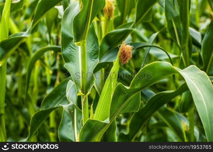 Sun lights over a green corn field growing, detail of green corn on agricultural field.