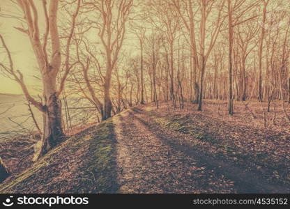 Sun lights up a forest with bare trees