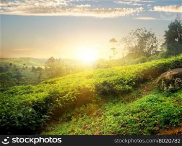 Sun over tea plantation in Nuwara Eliya, Sri Lanka