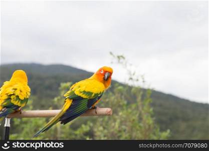 Sun Parakeet or Sun Conure, the beautiful yellow and orange parrot bird with nice feathers details. Aratinga solstitialis