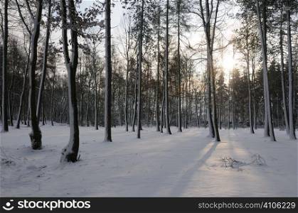 Sun poking through the trees into a snow covered woodland
