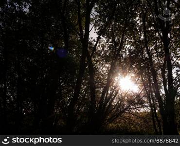 sun poking through trees inside a forest stunning and lush creating a powerful scene of nature that is peaceful moving and emotional amazing