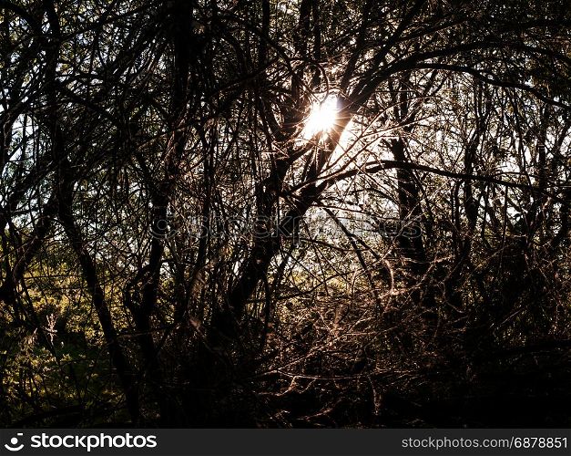 sun poking through trees inside a forest stunning and lush creating a powerful scene of nature that is peaceful moving and emotional amazing with gorgeous fluffly branches shining