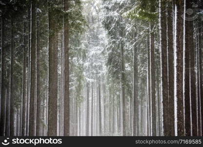 Sun rays breaking through the snow-covered trees