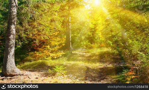 Sun rays illuminate beautiful autumn forest