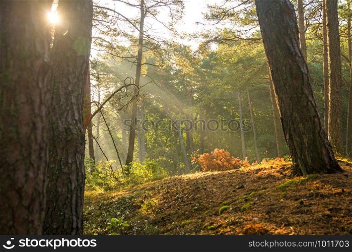 sun rays in a forest in autumnal colors