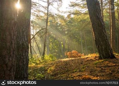 sun rays in a forest in autumnal colors