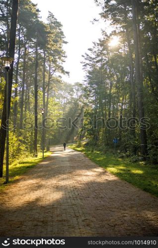 sun rays in a forest, way with walking man