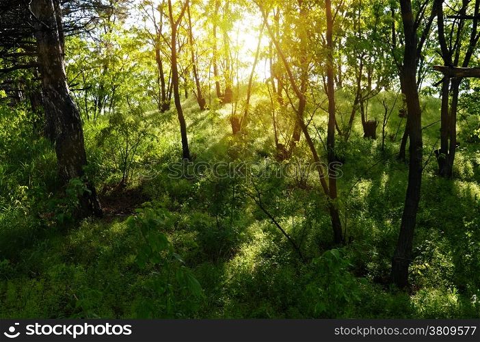 sun rays in the old forest