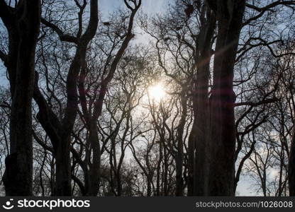 Sun rays passing through trees in autumn on display