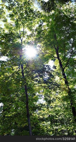 Sun rays peeking through forest trees.