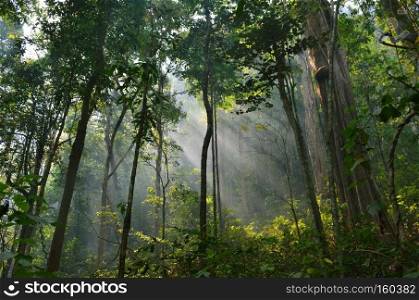 sun rays pushing through a green forest