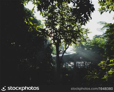 Sun rays shining through trees. Light shining down in nature. nature background.