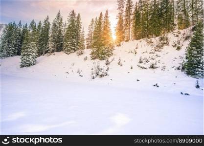 Sun rays through fir forest in winter - Winter scenery with the green fir woods covered by  snow and warmed up by a gorgeous December sun. Image taken in Ehrwald, Austria.