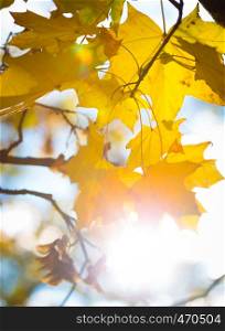 sun rays through the maple leaves abstract fall background