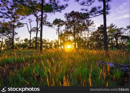 Sun rays through the trunks of pine trees