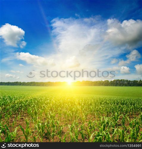 Sun rise over the corn field.