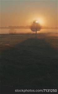 Sun rising above field flooded with fog in the morning. Meadow landscape with one tree in the field