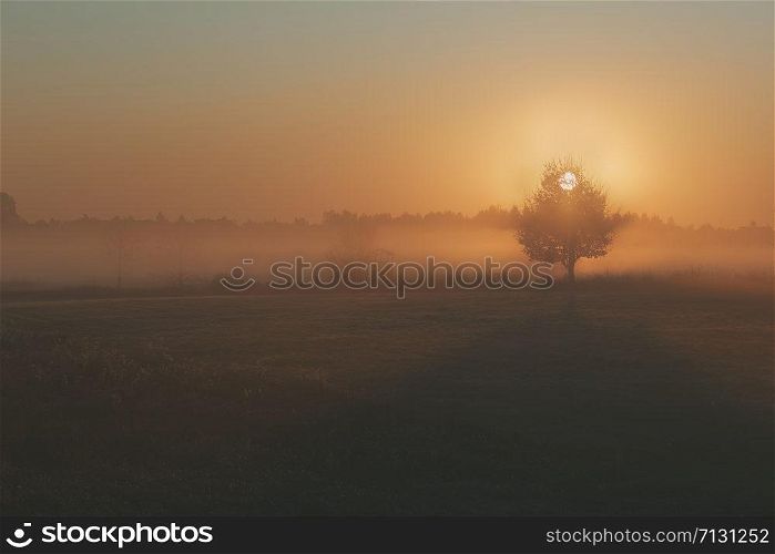 Sun rising above field flooded with fog in the morning. Meadow landscape with one tree in the field