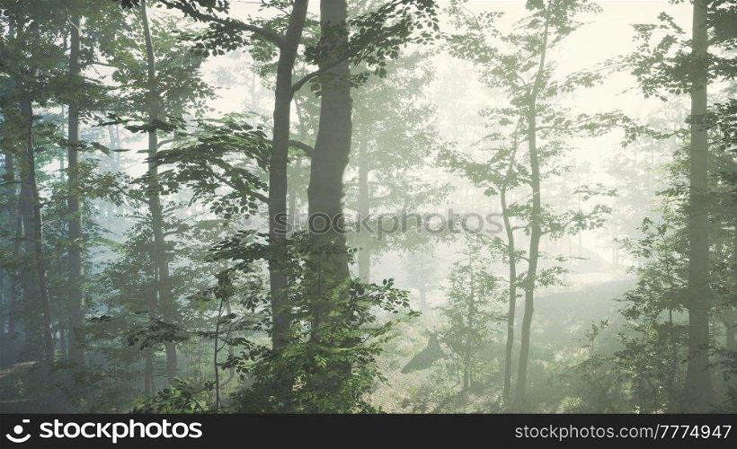 sun rising in a forest with fog