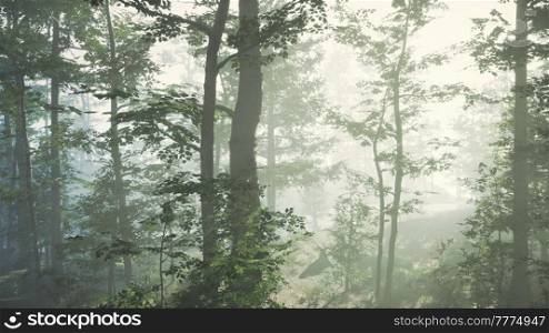 sun rising in a forest with fog
