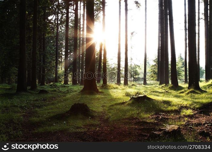 sun rising in the woods. sun rising in the woods with sunray and green meadow