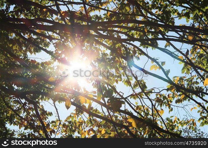Sun&rsquo;s rays filtering through the branches in autumn park. Sun rays