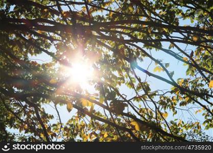 Sun&rsquo;s rays filtering through the branches in autumn park. Sun rays