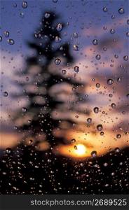 Sun setting behind a tree, photographed through a window with raindrops on it