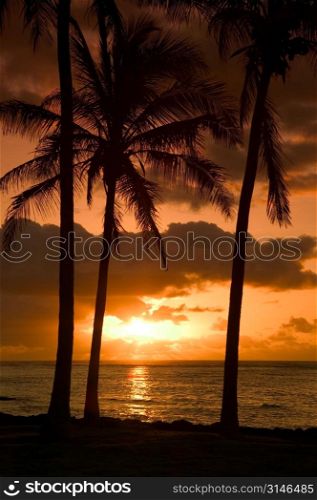 Sun Setting On A Beach With Palm Trees