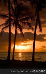 Sun Setting On A Beach With Palm Trees