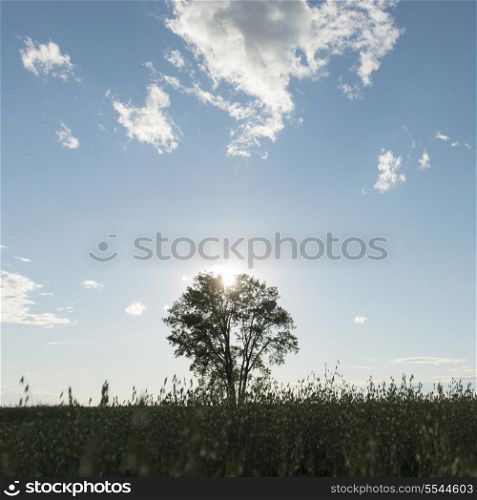 Sun setting over a Tree in a field, Manitoba, Canada