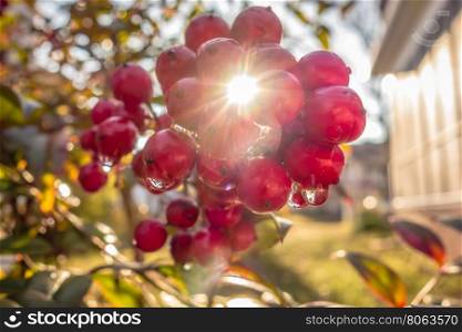 sun shine peeking through wild berries